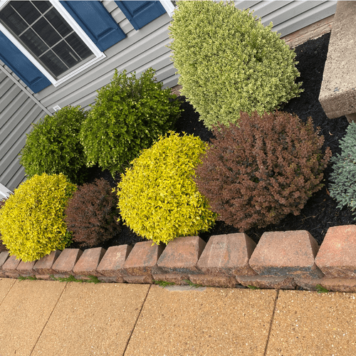 Planting Bushes