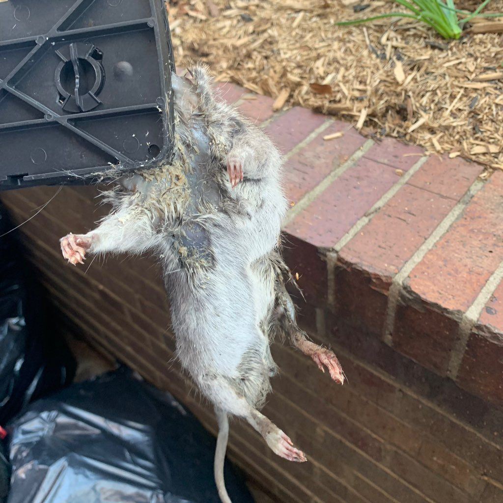 Kay’s pest control