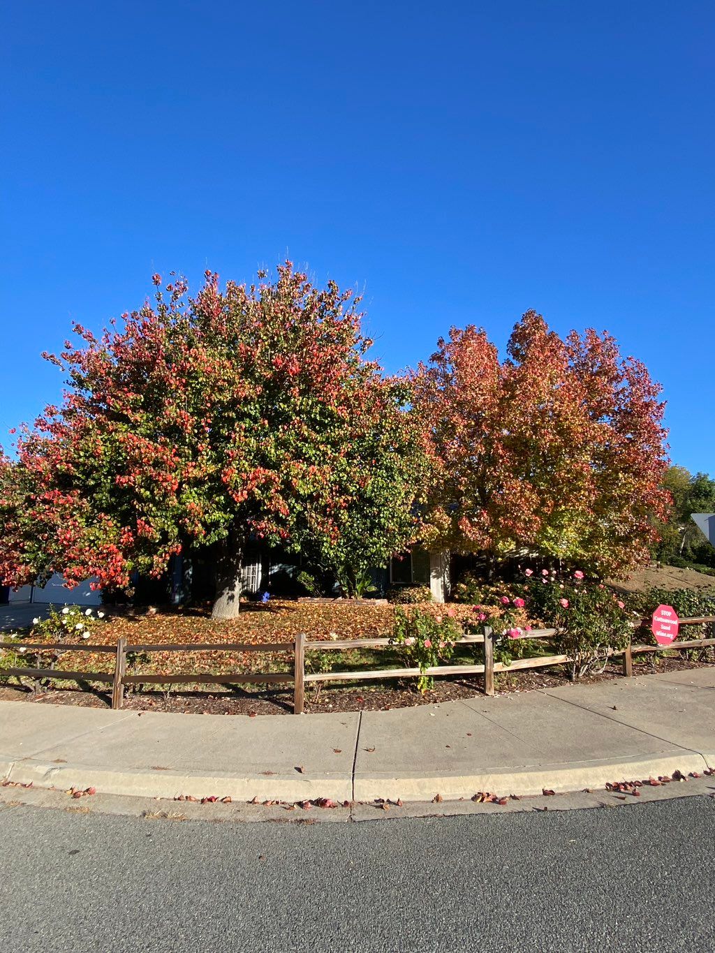 Pear tree and  liquidambar tree soon natural pruni