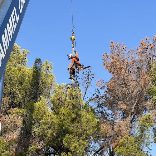 Tree Trimming and Removal