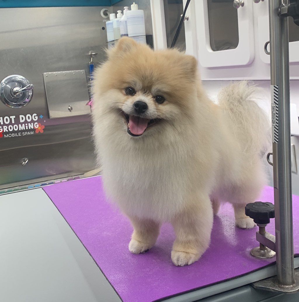 Hot Dog Grooming Mobile Spaw
