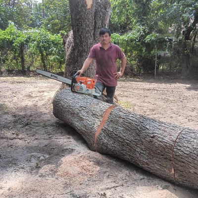 Avatar for MONTERROSO TREE SERVICE