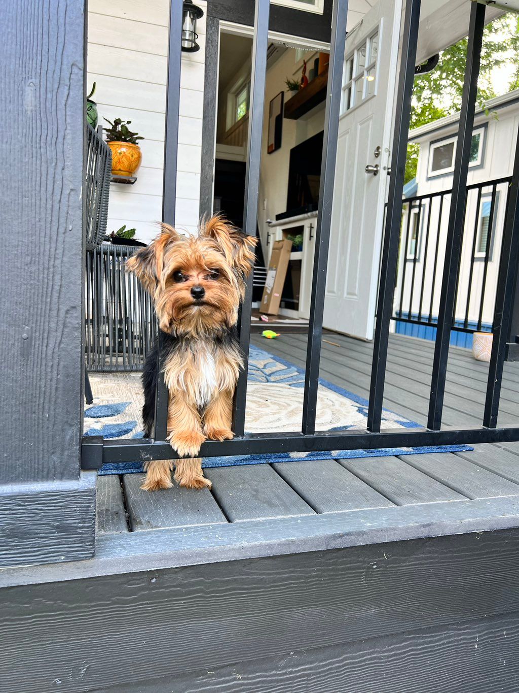 A Tiny dog in a tiny home that helps with cabinet 