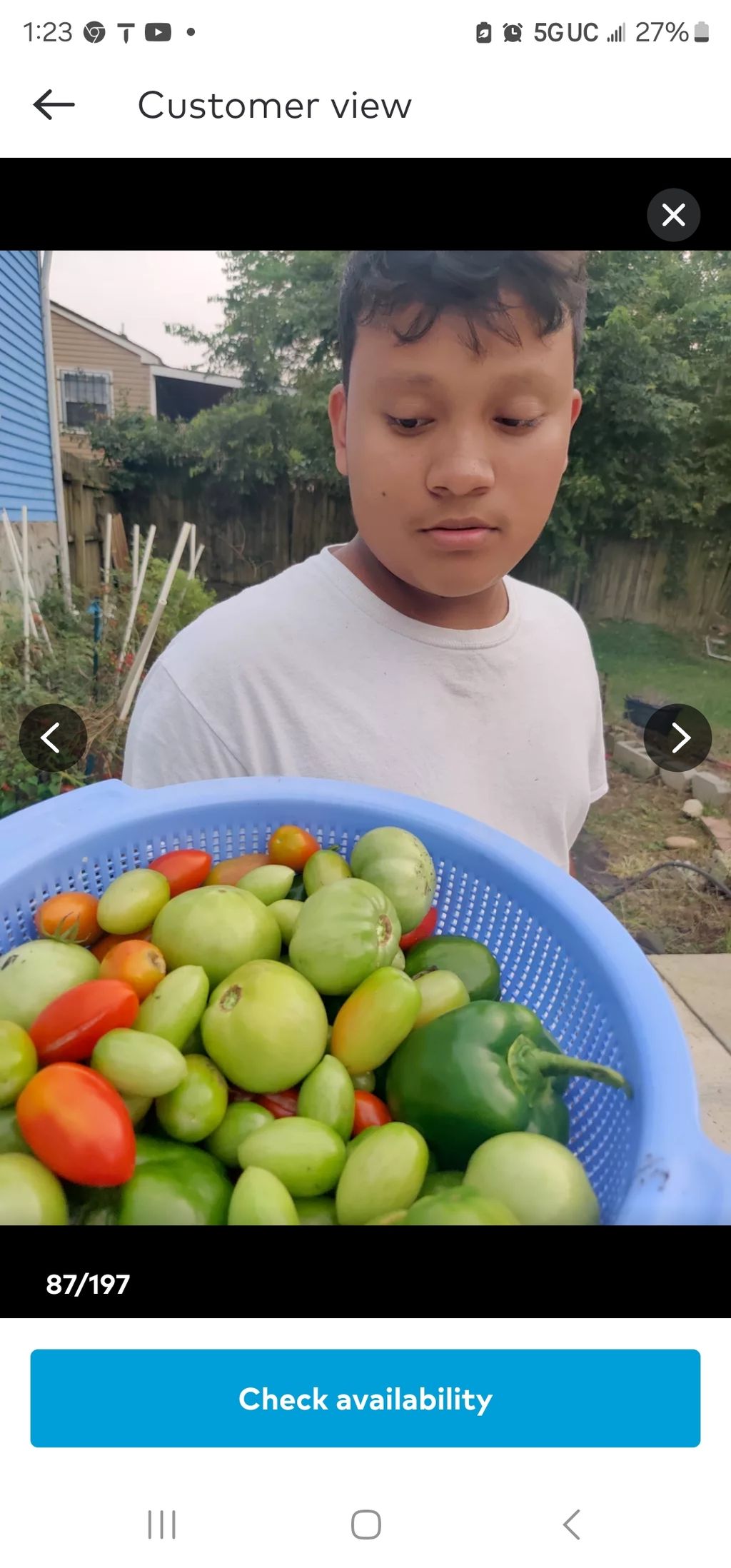 my son david picking up tomatoes from our vegetabl