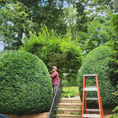 trimming boxwood