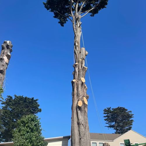 Tree Trimming and Removal