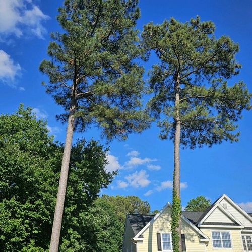 Dorian’s tree service Profile Picture