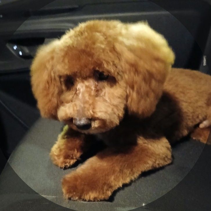 Barks & Bubbles Grooming, Pet Sitting & Boarding