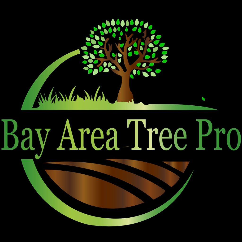 Bay Area tree pro