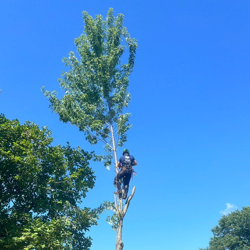 Hinge Tree Service LLC