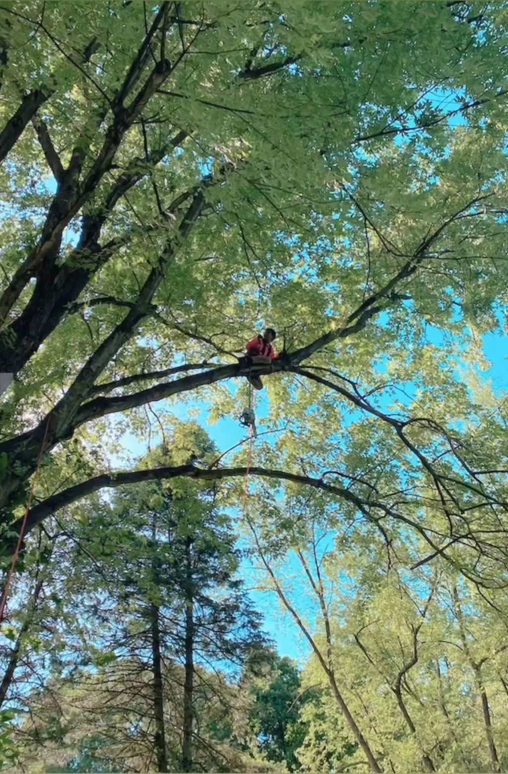 trimming