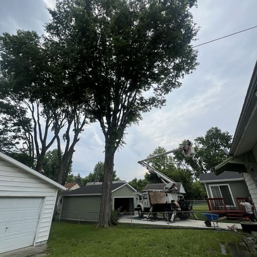 Tree Stump Grinding and Removal