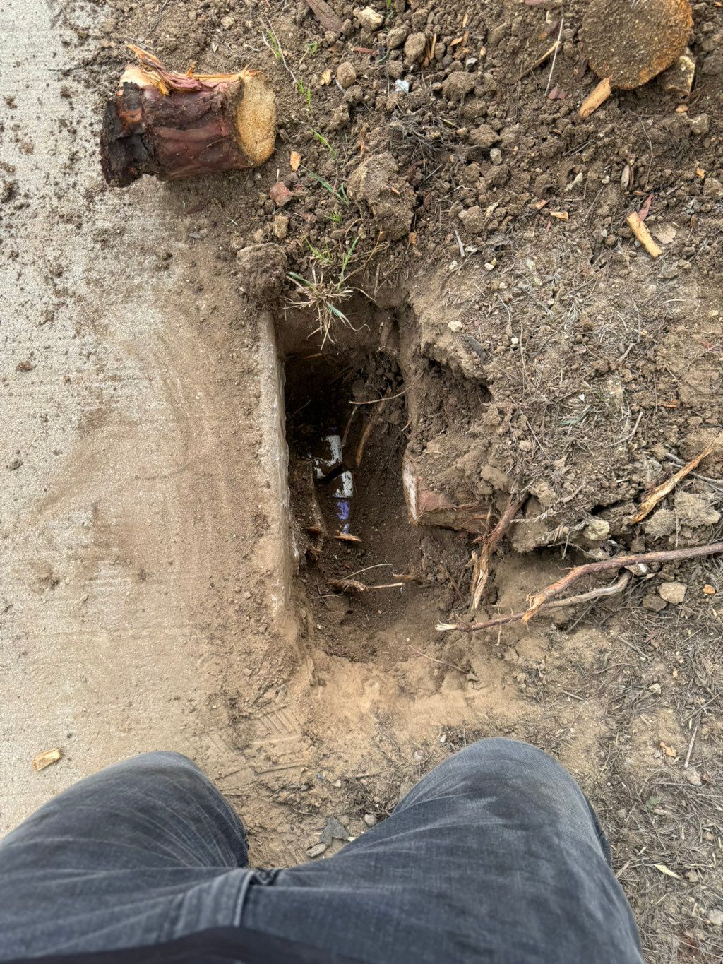 Tree root broke pipe going underneath sidewalk