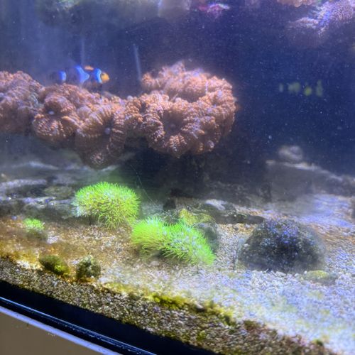 Aquarium Services