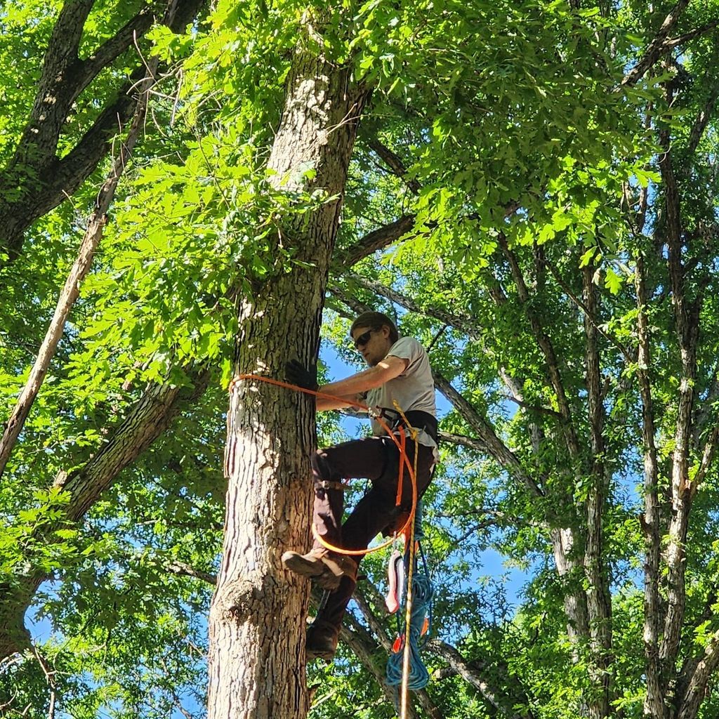 Tarzan Tree Trimmin LLC