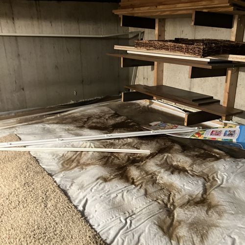 Mold Inspection and Removal