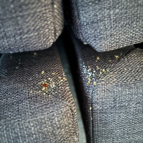 Bed bug eggs