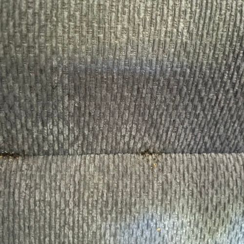 Bed bug nests in sofa lining.