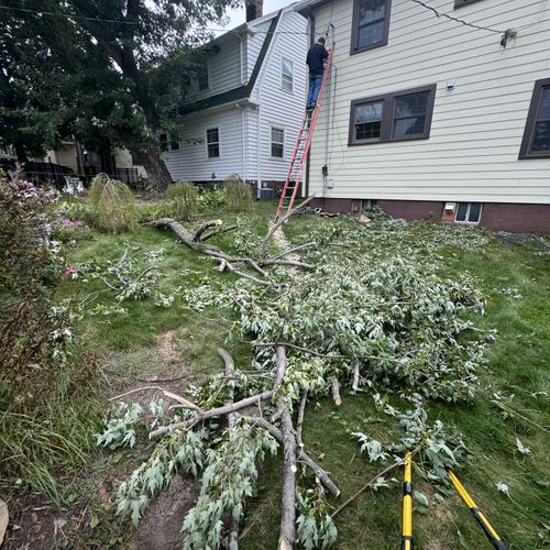 Tree Trimming and Removal