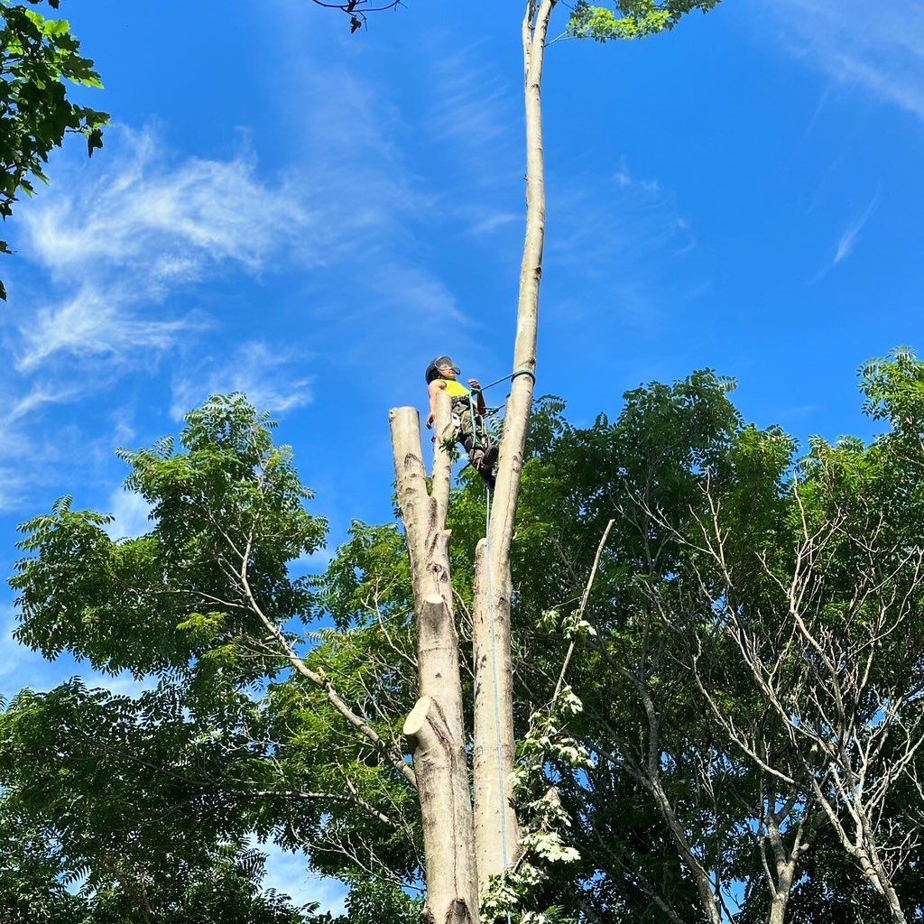 Mendez Tree Service