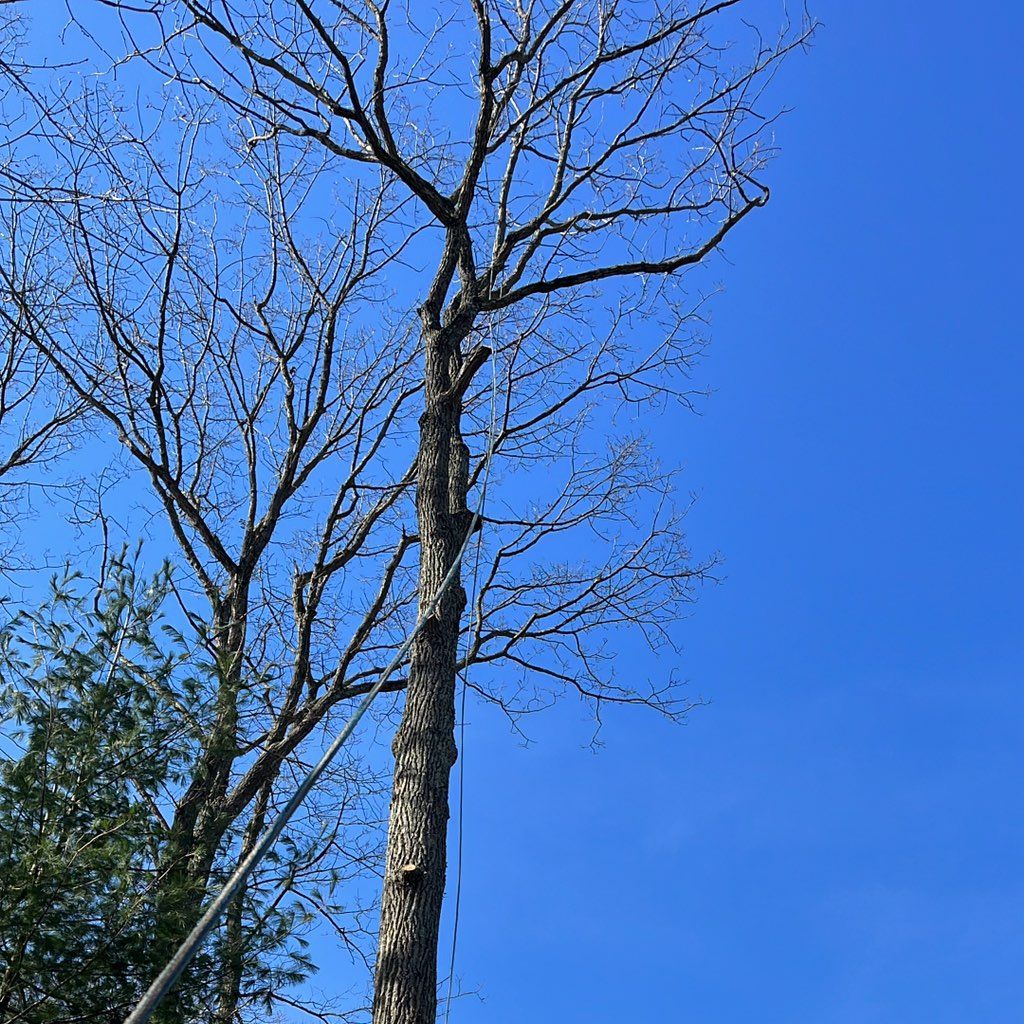 Lemus tree service