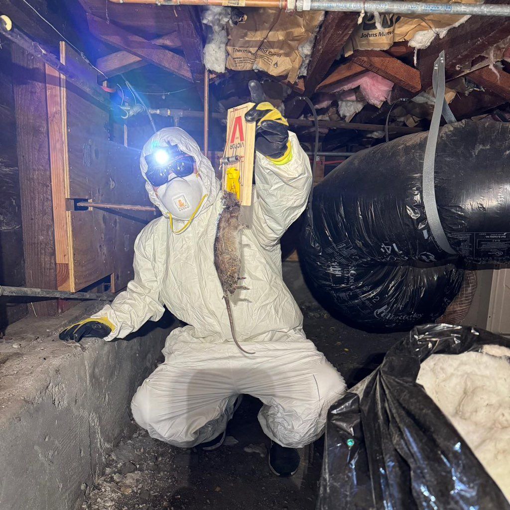 Attic & Rodent clean ups