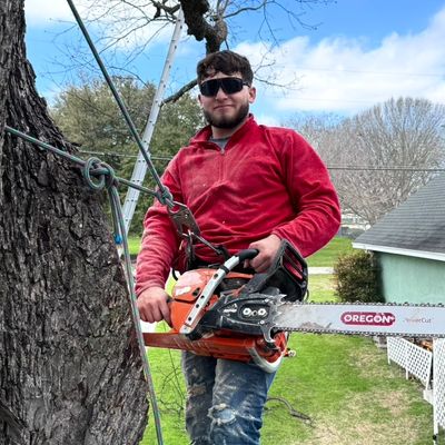 Avatar for José tree service