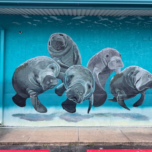 Manatee mural at Tarpon Fishing Outfitters - Holid