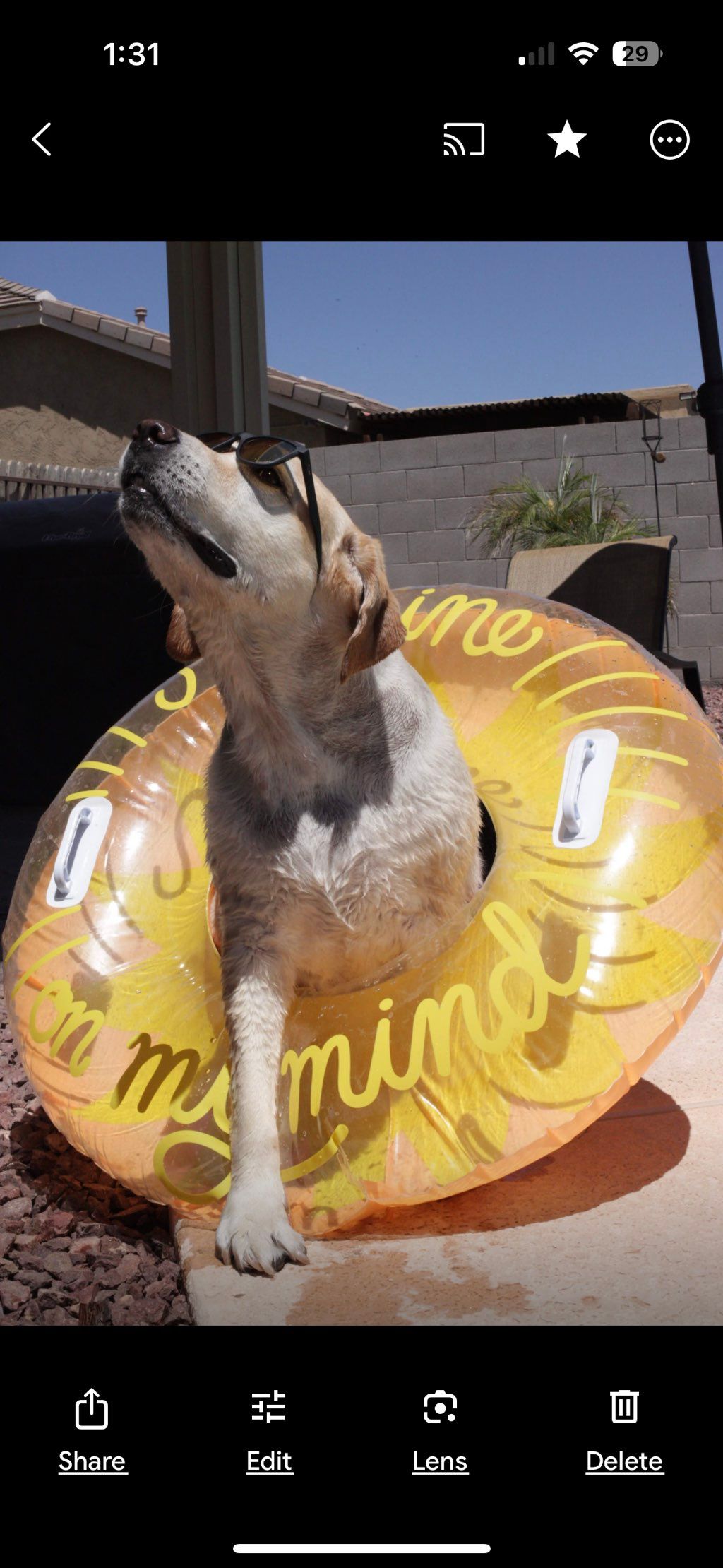 Memorial photo of Rocky may he rest in peace 