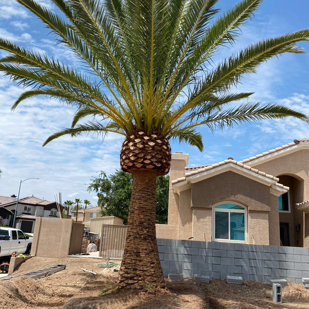 Julio Juarez Tree Service