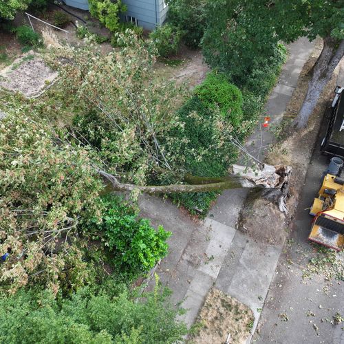 Tree Trimming and Removal