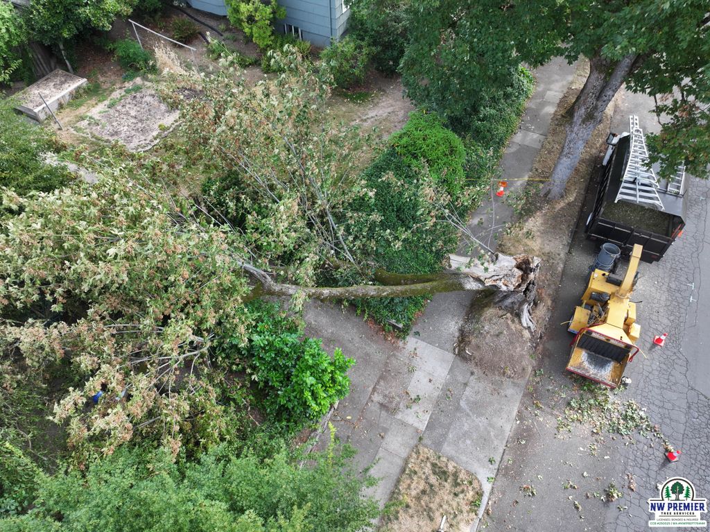 Tree Trimming and Removal