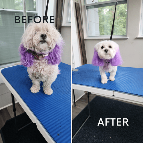 Dog Grooming