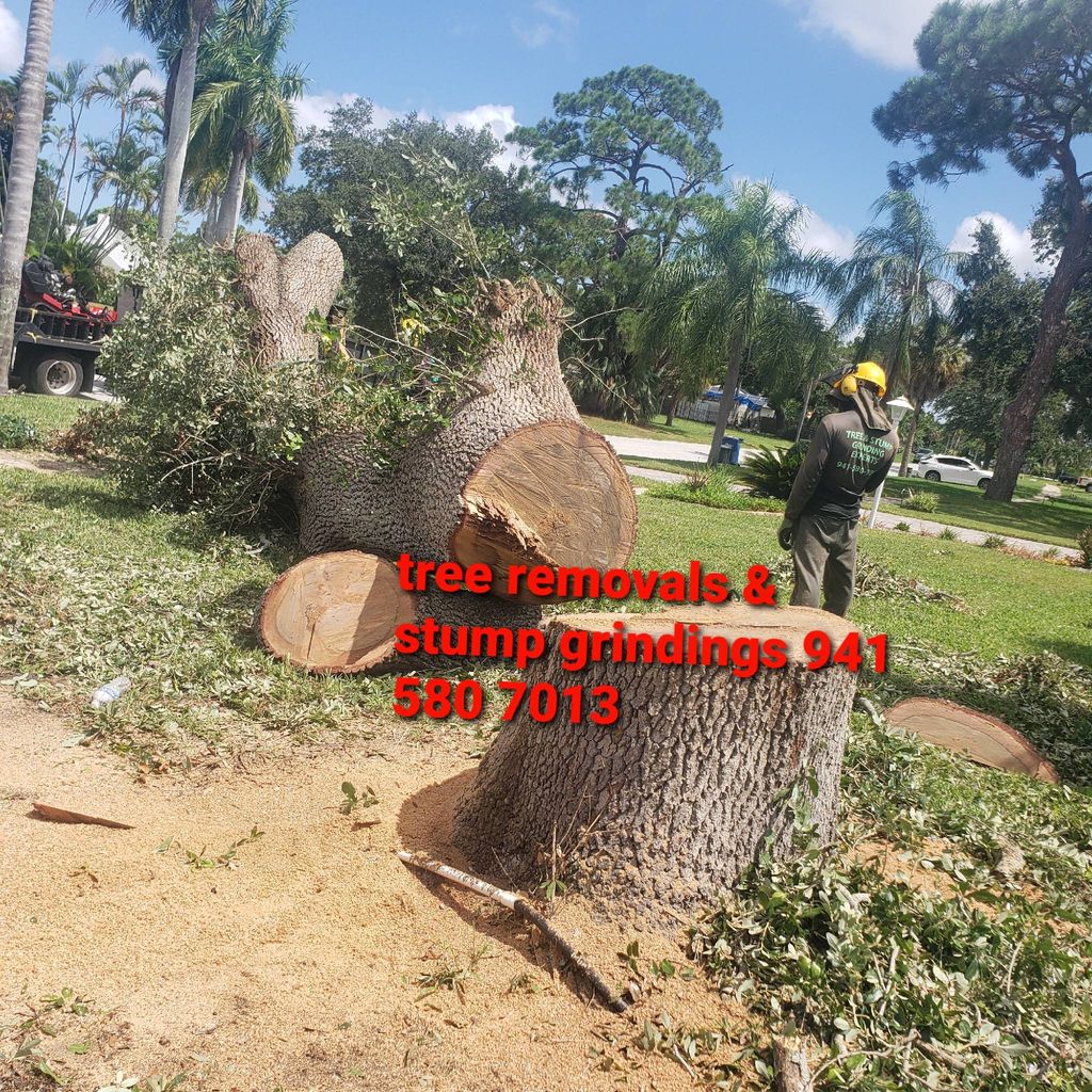 tree removal tree trimming Stumps Grindings