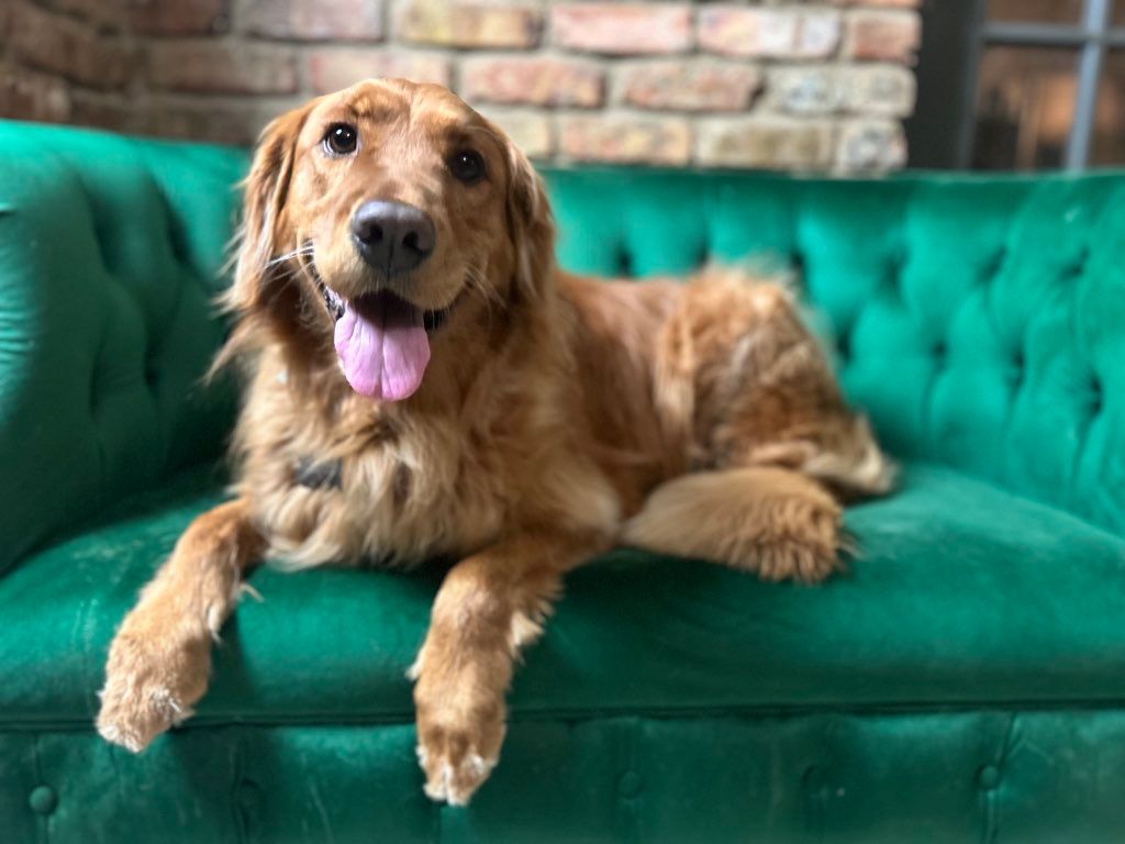 Golden Boy!