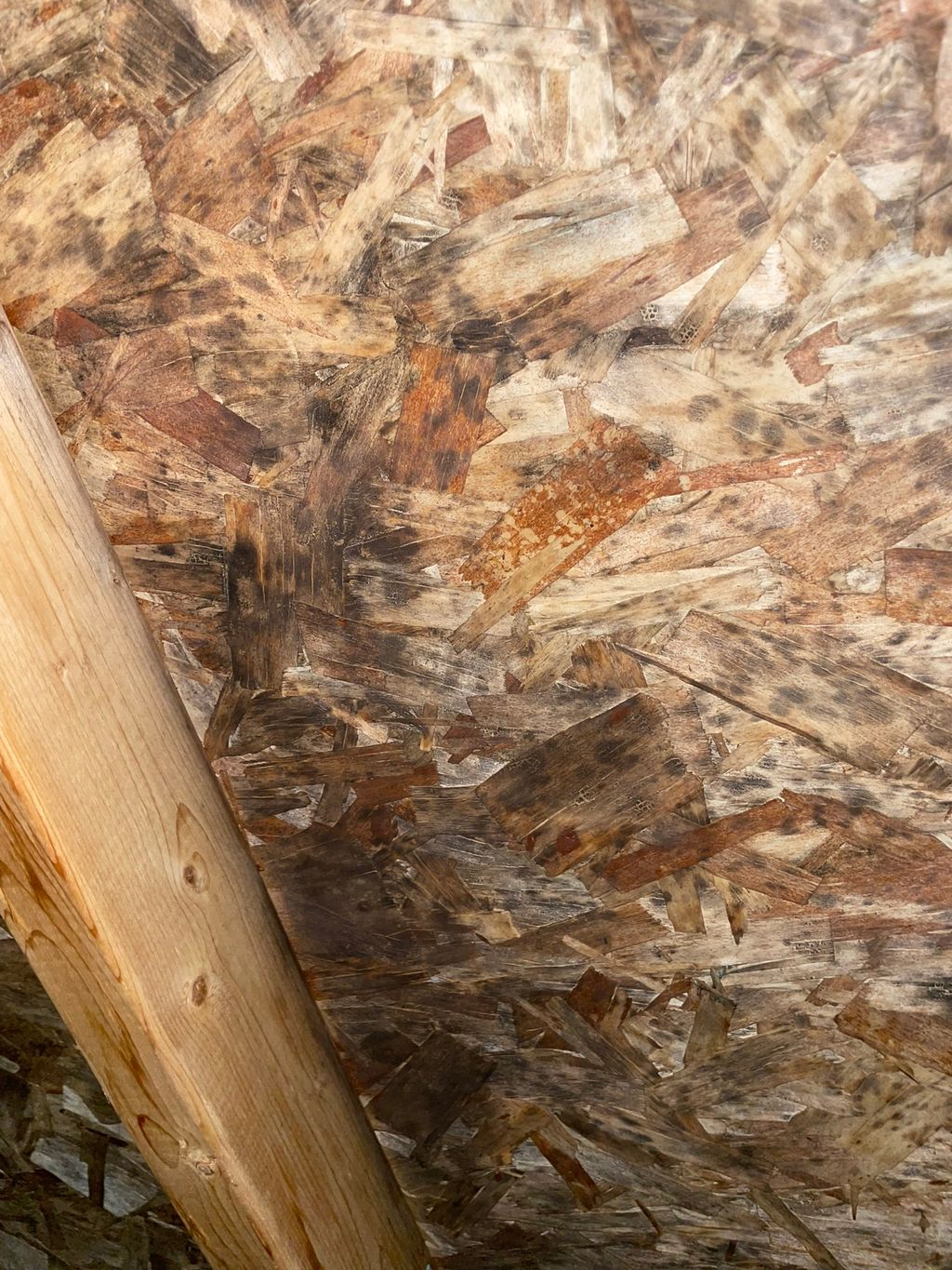 Mold on attic decking. We have a feature on our we