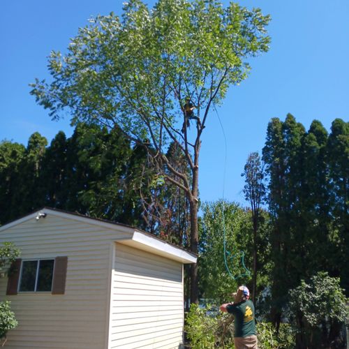 TREE REMOVALS & HAUL AWAY