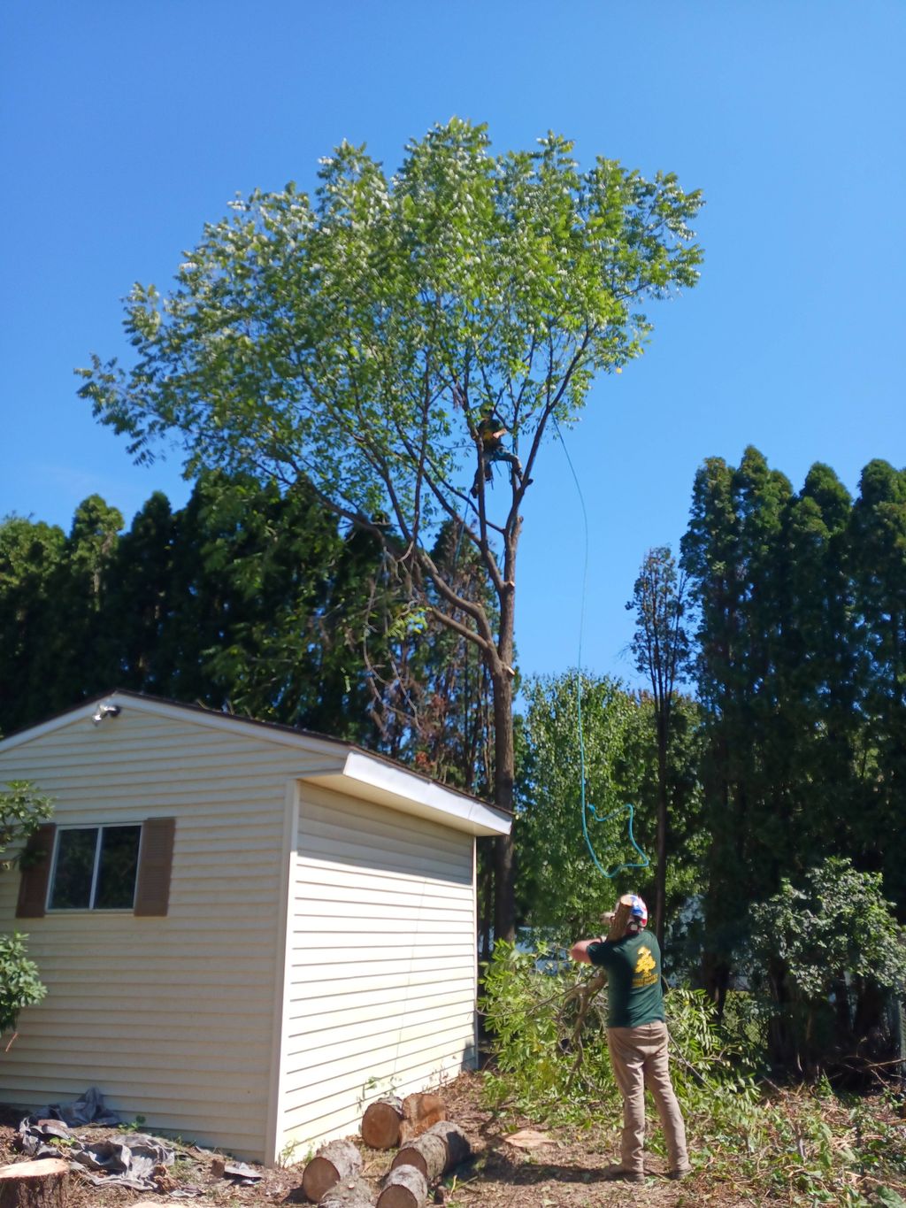 TREE REMOVALS & HAUL AWAY