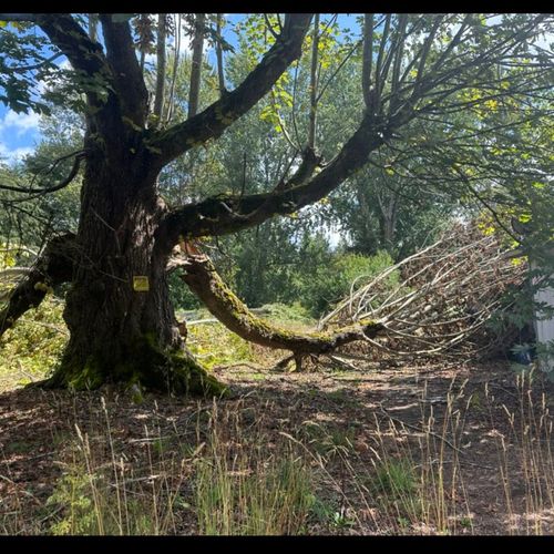 Fallen  branches do to storm  