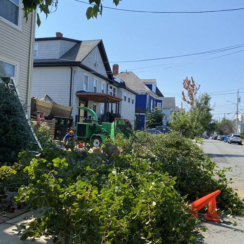 Tree Trimming and Removal