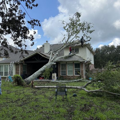 Tree Trimming and Removal