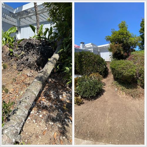 Fallen tree/clean-up job in Ventura