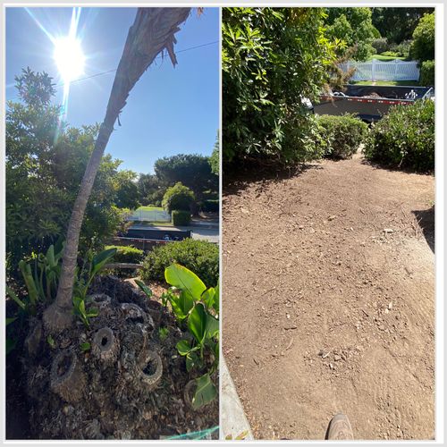 Removed tree and stump in Ventura