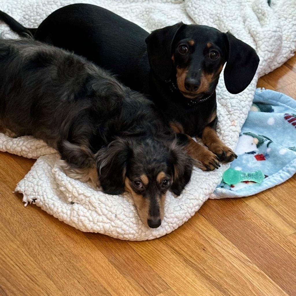 Cared for our three dachshunds like they were her 