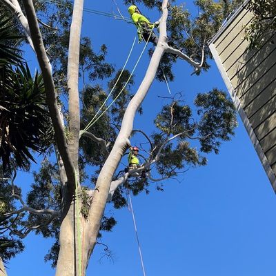 Avatar for Alvarado Tree Service