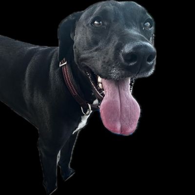 Avatar for Dawg fence