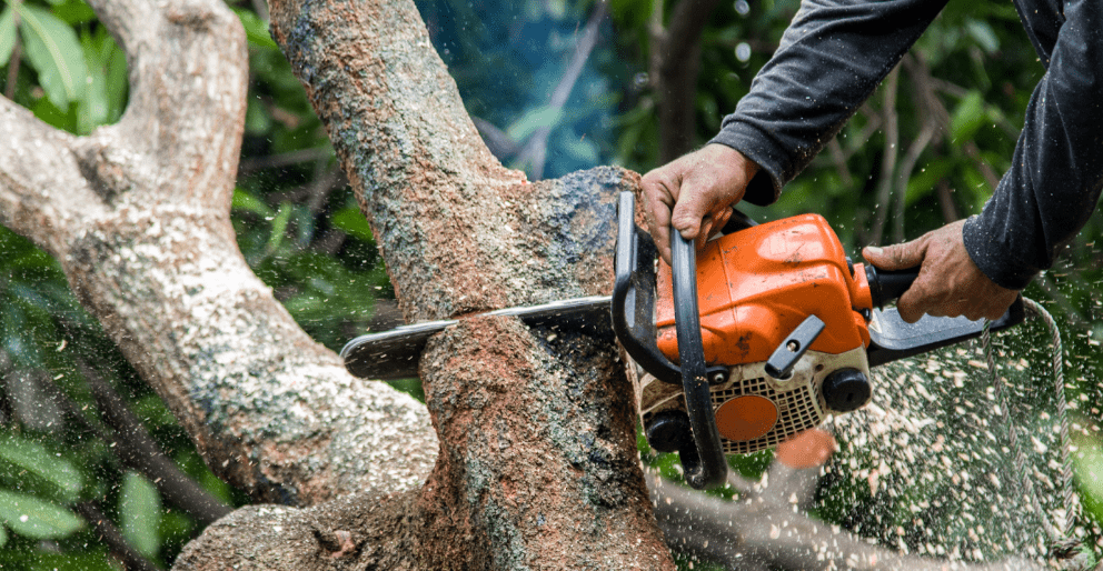 tree trimming