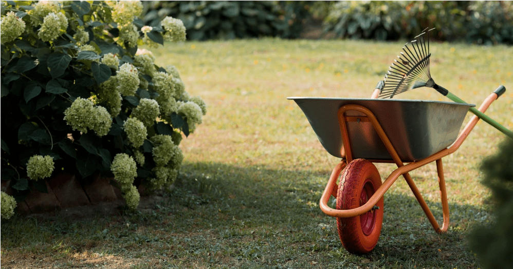 wheelbarrow in yard