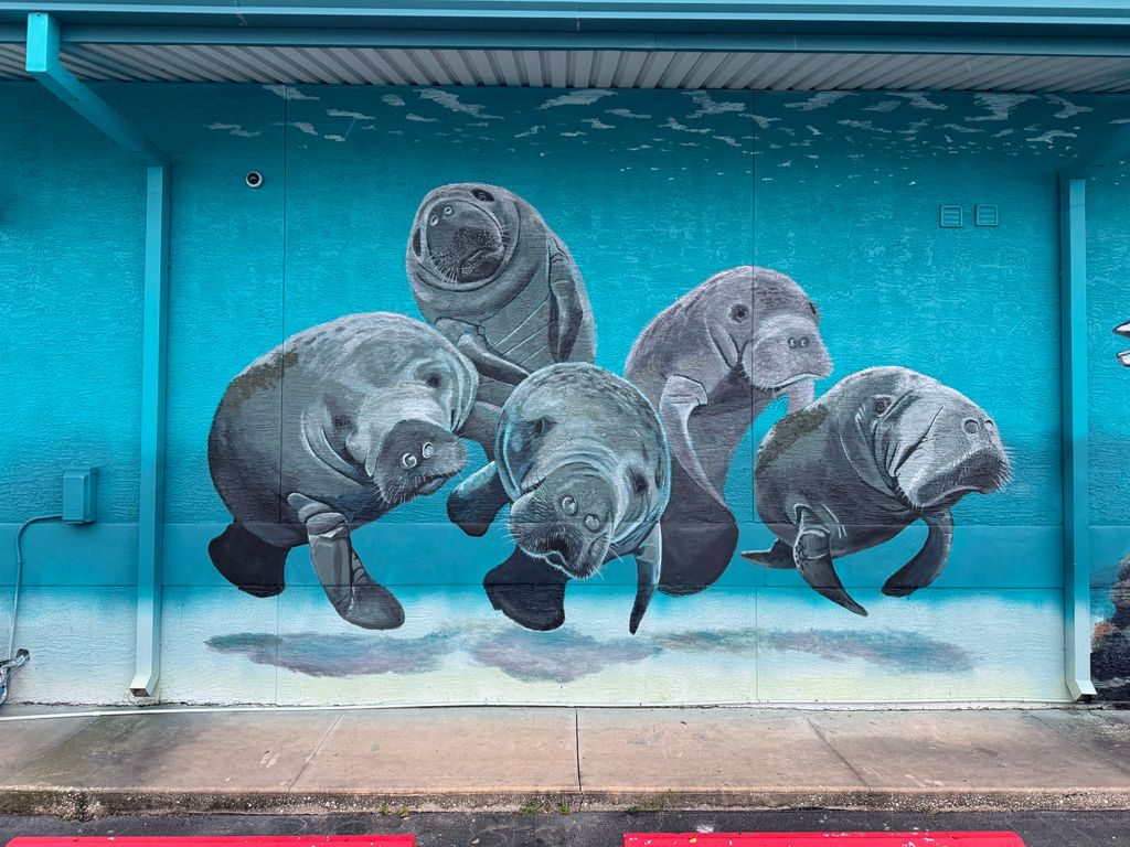 Manatee mural - Tarpon Fishing Outfitters