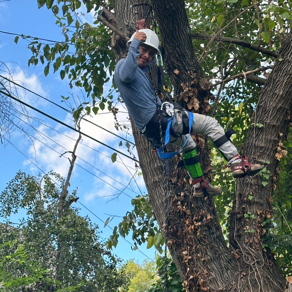 Mendez Tree Service